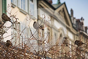 Cute sparrows on a bush on a cold winter day.