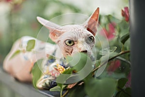 Cute Sphinx hairless cat sit and hide in trees and flowers, outdoor kitty photo