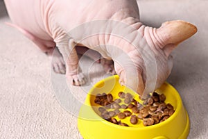 Cute Sphynx cat eating pet food from feeding bowl at home, closeup