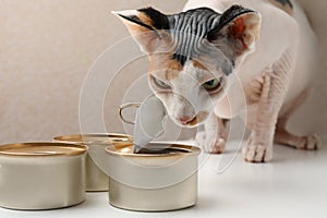 Cute Sphynx cat eating wet food from can on white table, closeup