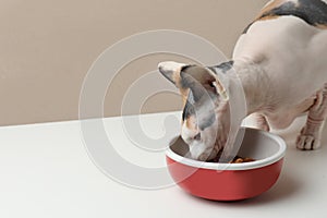 Cute Sphynx cat eating wet food from feeding bowl on white table, space for text