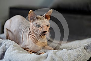 Cute sphynx cat indoors. Friendly pet