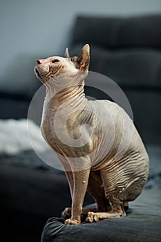 Cute sphynx cat indoors. Friendly pet