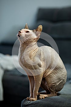 Cute sphynx cat indoors. Friendly pet