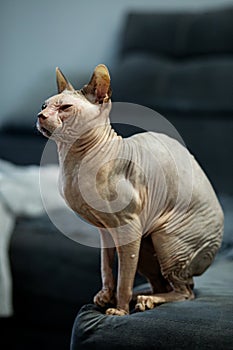 Cute sphynx cat indoors. Friendly pet