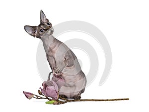 Cute Sphynx cat with pink accesoires on white