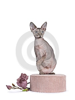 Cute Sphynx cat with pink accesoires on white