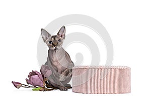 Cute Sphynx cat with pink accesoires on white