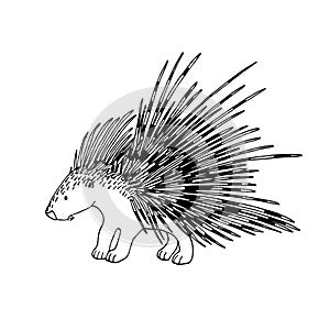 Cute spiky porcupine, rodent mammal animal, for decorations, ornaments, logo, emblem.