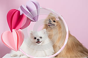 Cute Spitz dog couple in the studio with hearts on the large ring