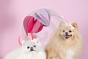 Cute Spitz dog couple in the studio with hearts on the large ring