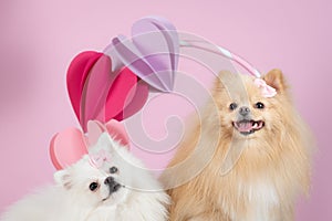 Cute Spitz dog couple in the studio with hearts on the large ring