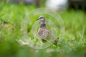 Cute Spotted dove or spilopelia chinensis or pearl-necked dove portrait