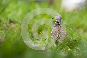 Cute Spotted dove or spilopelia chinensis or pearl-necked dove portrait