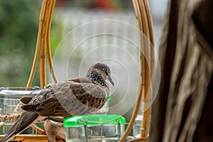 Cute Spotted dove or spilopelia chinensis or pearl-necked dove portrait