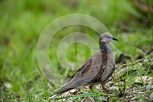 Cute Spotted dove or spilopelia chinensis or pearl-necked dove portrait