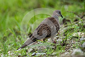 Cute Spotted dove or spilopelia chinensis or pearl-necked dove portrait