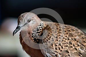 Cute Spotted dove or spilopelia chinensis or pearl-necked dove portrait