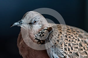 Cute Spotted dove or spilopelia chinensis or pearl-necked dove portrait