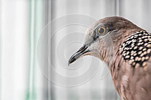 Cute Spotted dove or spilopelia chinensis or pearl-necked dove portrait - Nature bird photography