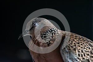 Cute Spotted dove or spilopelia chinensis or pearl-necked dove portrait - Nature bird photography