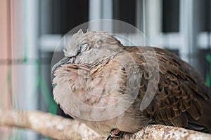 Cute Spotted dove or spilopelia chinensis or pearl-necked dove portrait - Nature bird photography