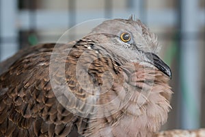 Cute Spotted dove or spilopelia chinensis or pearl-necked dove portrait - Nature bird photography