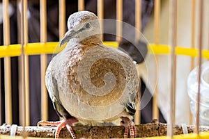 Cute Spotted dove or spilopelia chinensis or pearl-necked dove portrait - Nature bird photography