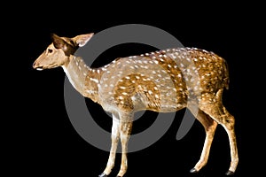 Cute spotted fallow deer isolated on white