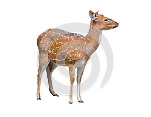 Cute spotted fallow deer isolated on white