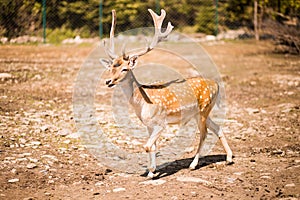 Cute spotted fallow deer is ruminant mammal belonging to the family Cervidae