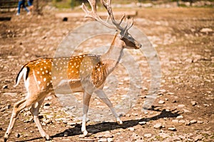 Cute spotted fallow deer is ruminant mammal belonging to the family Cervidae photo