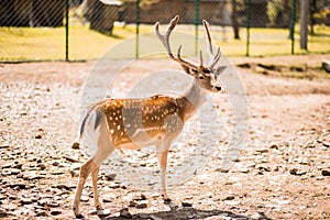 Cute spotted fallow deer is ruminant mammal belonging to the family Cervidae. Fallow deer in forest photo