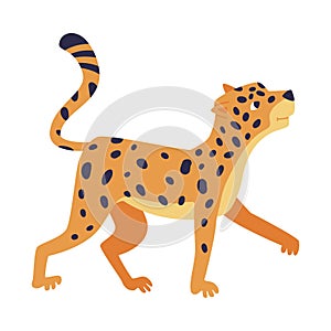 Cute Spotted Leopard as Wild African Animal Walking Vector Illustration