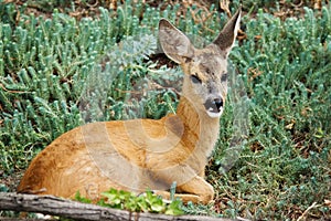 Cute spotted little wild fallow deer outdoor