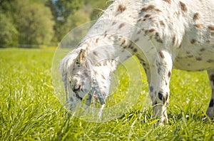 Cute spotted pony eating grass in green meadow in summer