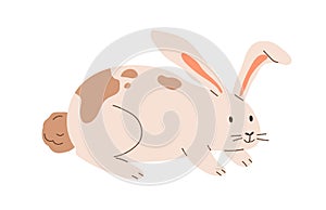 Cute spotted rabbit isolated on white background. Happy bunny. Funny animal character. Colored flat cartoon vector