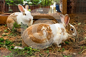 Cute spotted white-brown rabbits chewing grass on the farm