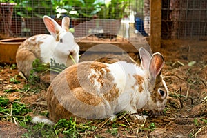 Cute spotted white-brown rabbits chewing grass on the farm