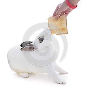 Cute spotted white rabbit on white isolate.This flufly try to sn