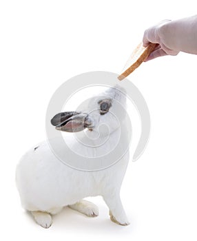 Cute spotted white rabbit on white isolate.This flufly try to sn