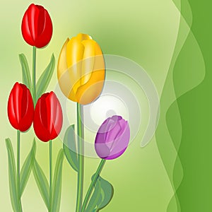 Cute spring background with colorful tulips on juicy green abstract blurry background, red, yellow and purple flower.