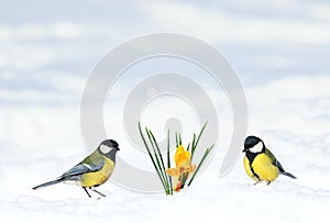 cute spring card two birds flew into the garden to the first flowers snowdrops yellow crocuses photo