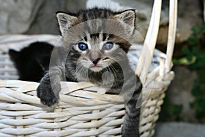 Cute spring kitty photo