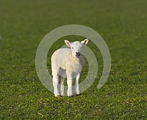 Cute spring lamb