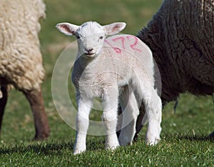 Cute Spring lamb