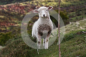 Cute spring lamb in New Zealand, farming,livestock