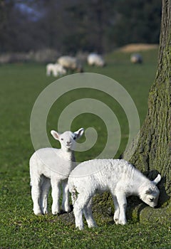 Cute spring lambs