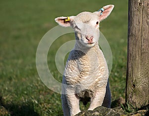 Cute Spring Lambs, West Yorkshire