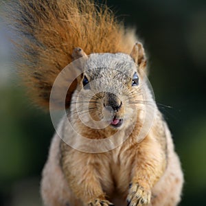 Cute squirrel